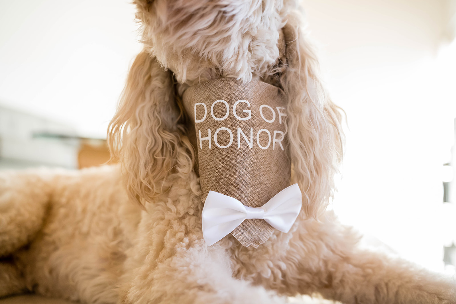 Palm Springs micro wedding ceremony